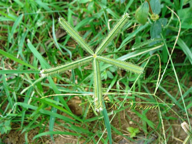  Infl. with 5 spikes